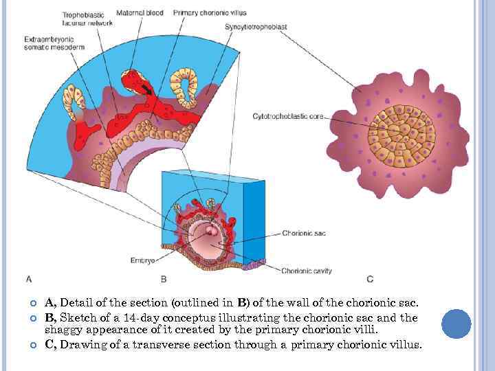   A, Detail of the section (outlined in B) of the wall of