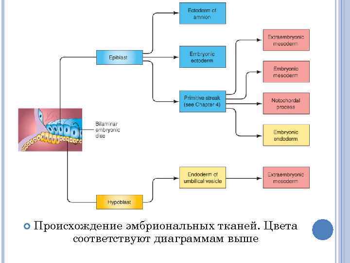   Происхождение эмбриональных тканей. Цвета  соответствуют диаграммам выше 