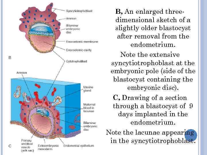   B, An enlarged three-  dimensional sketch of a  slightly older