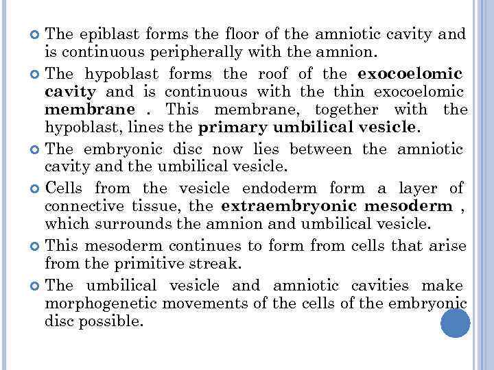 The epiblast forms the floor of the amniotic cavity and  is continuous