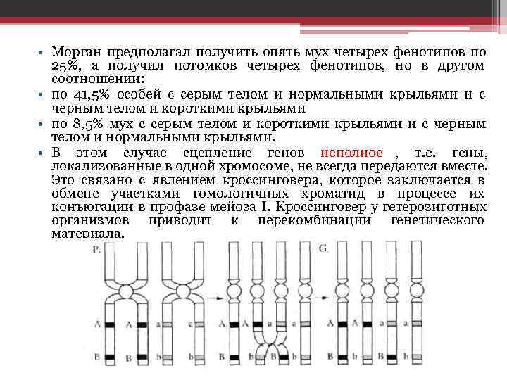  • Морган предполагал получить опять мух четырех фенотипов по  25%, а получил