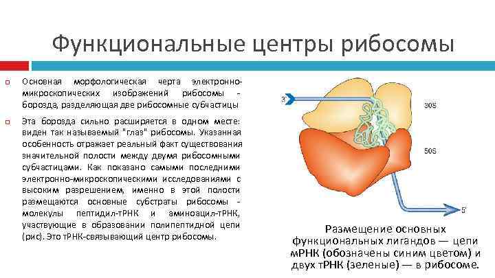 Рибосомы участвующие. Функционально активные центры рибосом. Образование функционально активной рибосомы. Строение рибосомы активные центры. Каталитические центры рибосом.