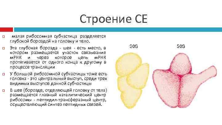       Строение СЕ малая рибосомная субчастица разделяется глубокой бороздой