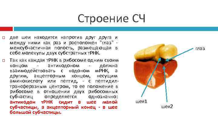      Строение СЧ две шеи находятся напротив друга и между