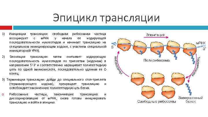       Эпицикл трансляции 1)  Инициация трансляции: свободная рибосомная
