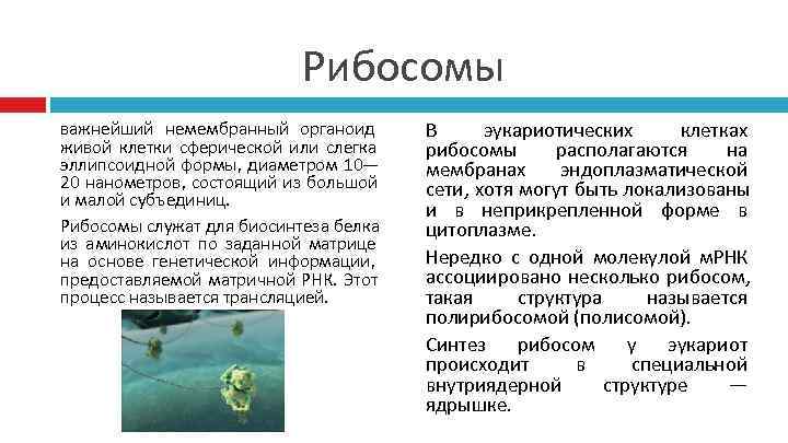       Рибосомы важнейший немембранный органоид  В эукариотических 