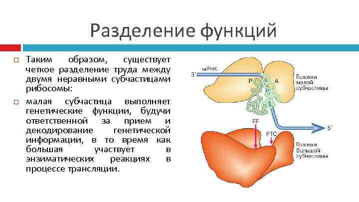    Разделение функций Таким  образом, существует четкое разделение труда между двумя