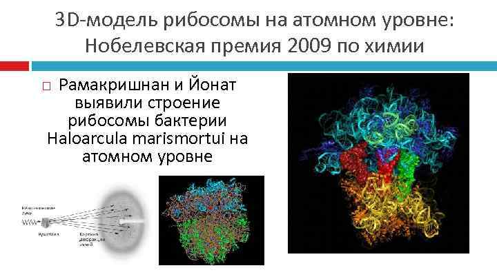   3 D-модель рибосомы на атомном уровне:   Нобелевская премия 2009 по