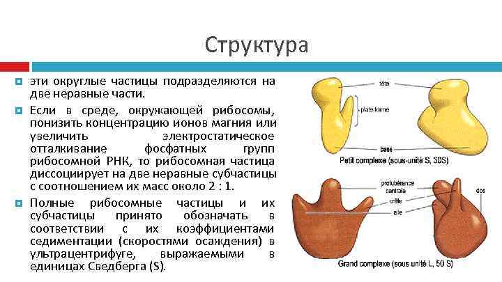       Структура эти округлые частицы подразделяются на две неравные