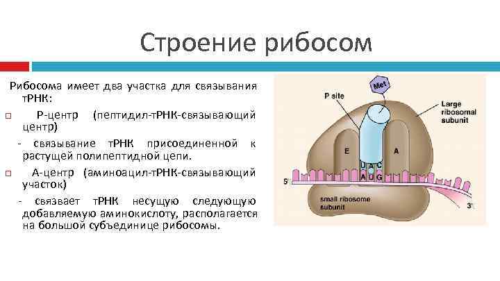 Рибосомы представляют собой