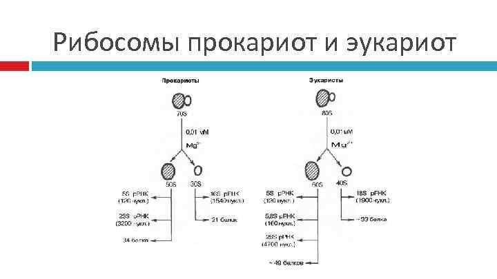 Рибосомы отличия