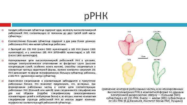       р. РНК Каждая рибосомная субчастица содержит одну молекулу
