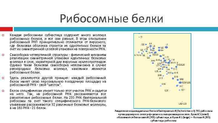        Рибосомные белки Каждая рибосомная субчастица содержит много