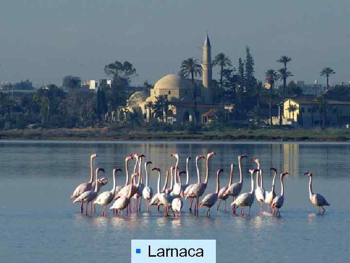 § Larnaca 