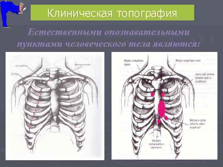  Клиническая топография  Естественными опознавательными пунктами человеческого тела являются: 