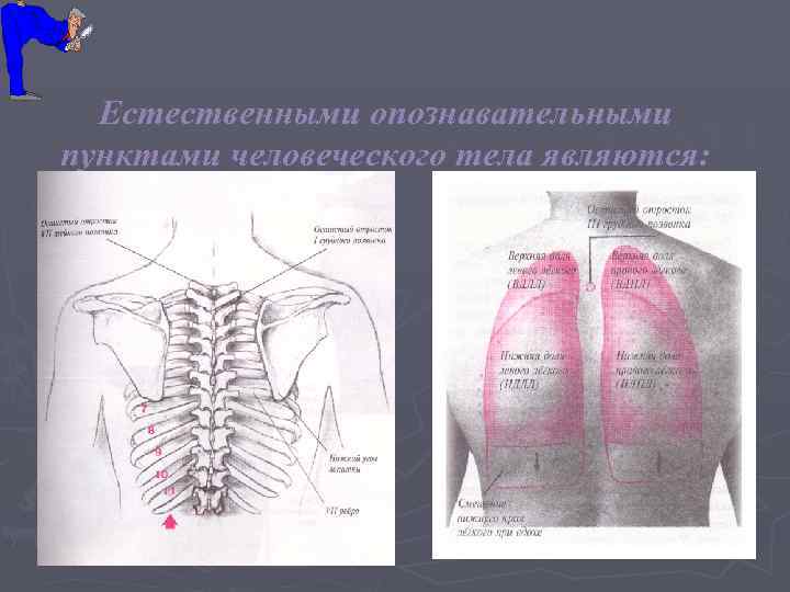  Естественными опознавательными пунктами человеческого тела являются: 
