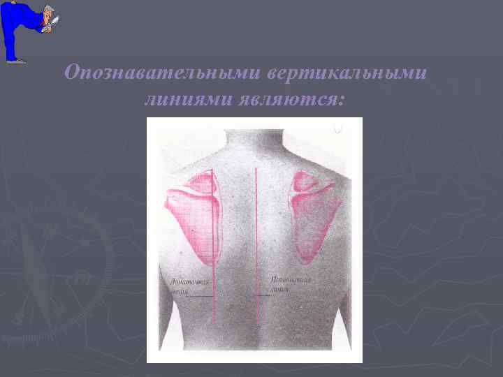 Опознавательными вертикальными  линиями являются: 