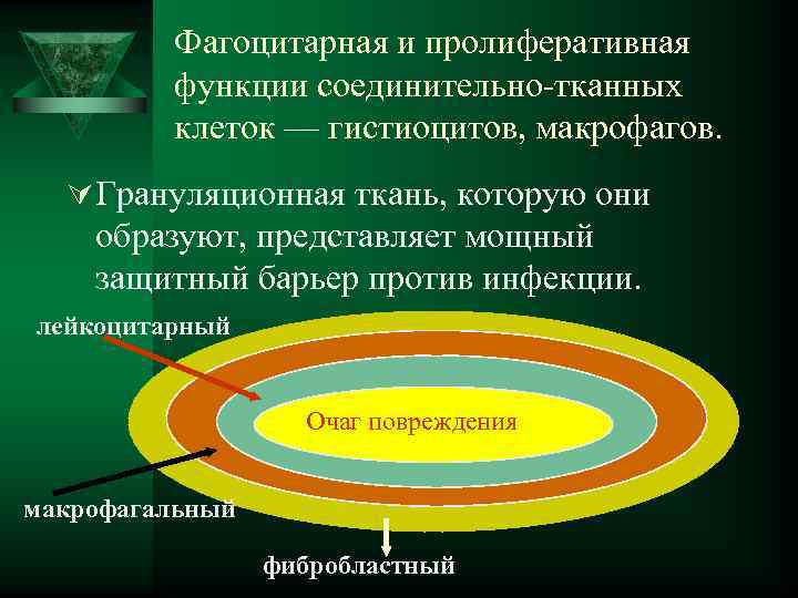    Фагоцитарная и пролиферативная  функции соединительно-тканных  клеток — гистиоцитов, макрофагов.