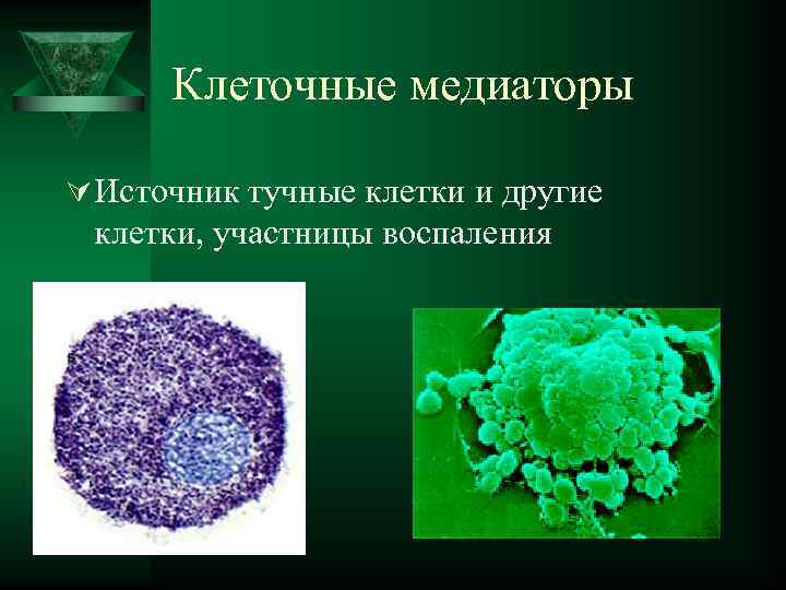  Клеточные медиаторы Ú Источник тучные клетки и другие  клетки, участницы воспаления 