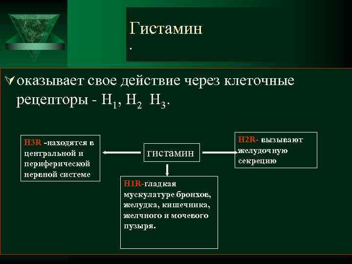      Гистамин    .  Ú оказывает свое