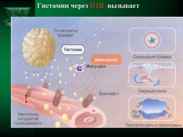   Гистамин через Н 1 R вызывает     Нейтрофил !