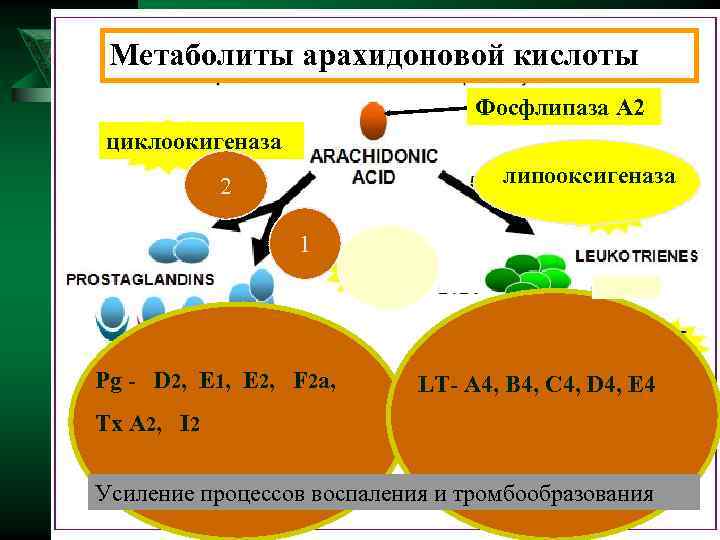  Метаболиты арахидоновой кислоты       Фосфлипаза А 2 циклоокигеназа