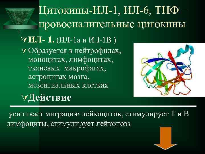   Цитокины-ИЛ-1, ИЛ-6, ТНФ –   провоспалительные цитокины  Ú ИЛ- 1.