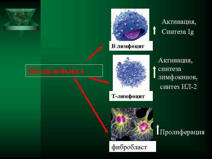      Активация,      Синтеза Ig 