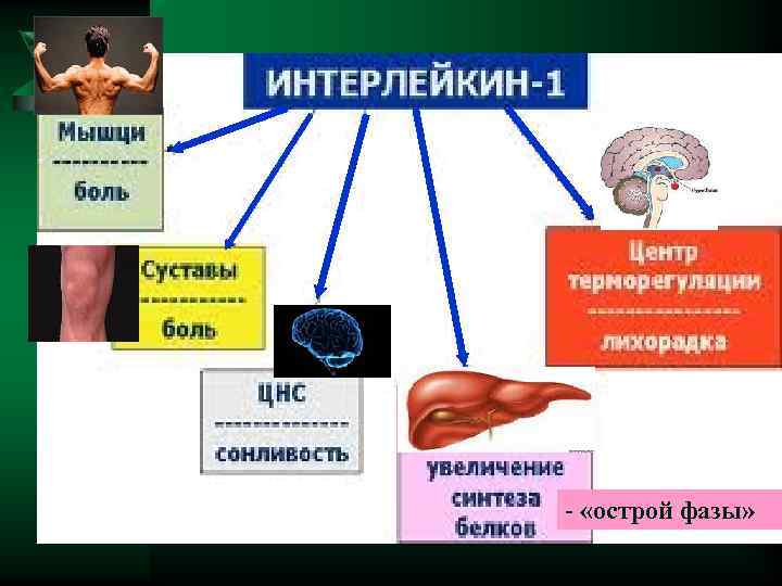 Воспаление презентация по патофизиологии