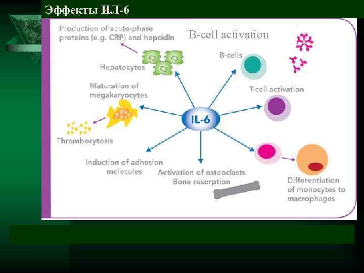   Эффекты ИЛ-6    B-cell activation  . 