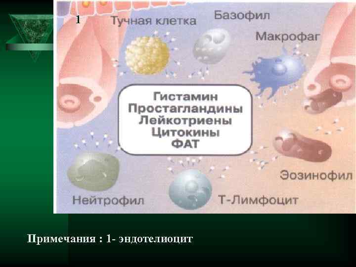   1 Примечания : 1 - эндотелиоцит 