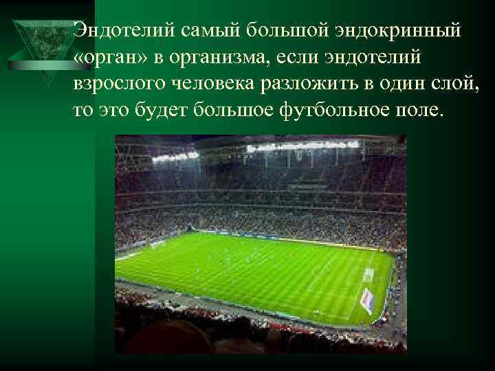 Эндотелий самый большой эндокринный  «орган» в организма, если эндотелий взрослого человека разложить в