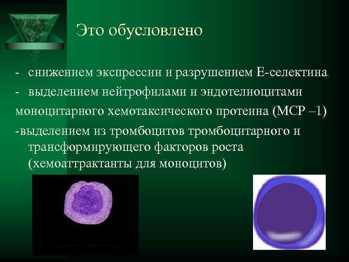    Это обусловлено - снижением экспрессии и разрушением Е-селектина - выделением нейтрофилами