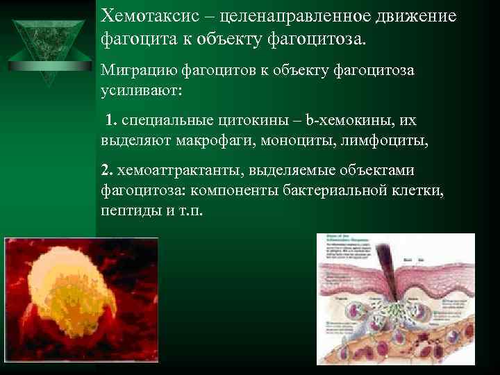 Хемотаксис – целенаправленное движение фагоцита к объекту фагоцитоза.  Миграцию фагоцитов к объекту фагоцитоза