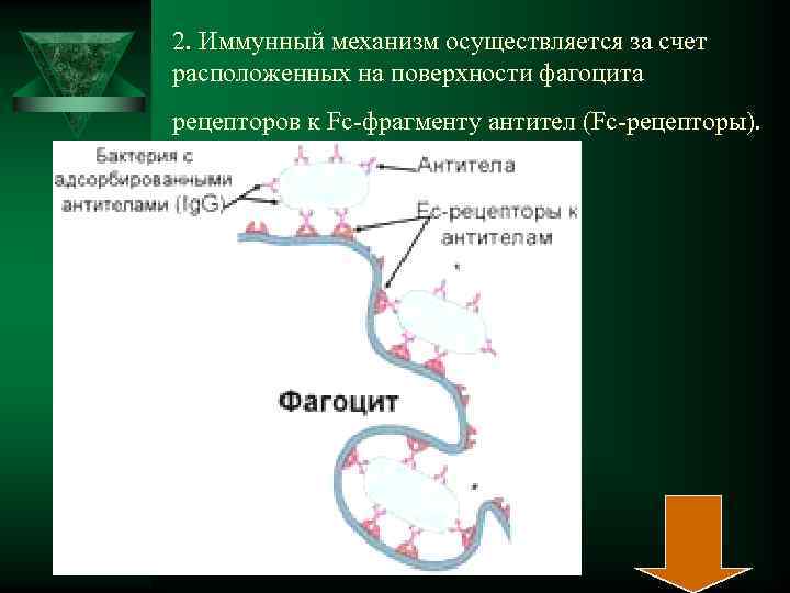 2. Иммунный механизм осуществляется за счет расположенных на поверхности фагоцита рецепторов к Fc-фрагменту антител
