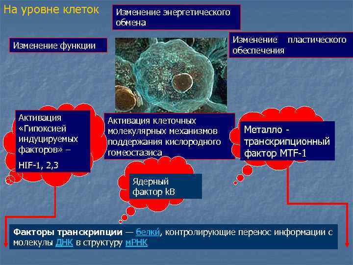 Изменения обмена веществ и энергии при гипоксии презентация