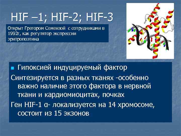  HIF – 1; HIF-2; HIF-3 Открыт Грегором Семензой с сотрудниками в 1992 г,