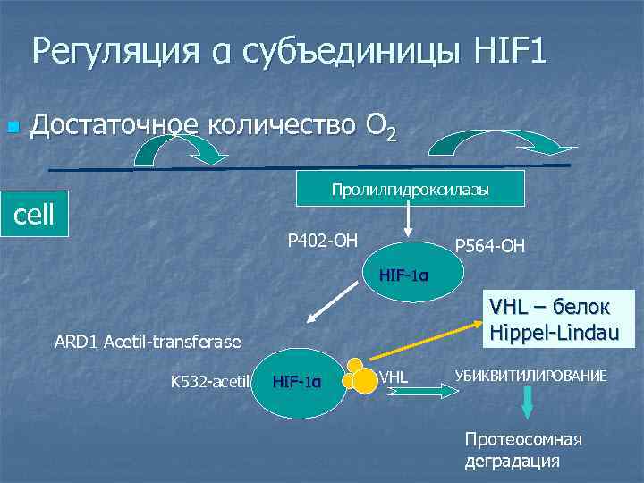   Регуляция α субъединицы HIF 1 n  Достаточное количество О 2 