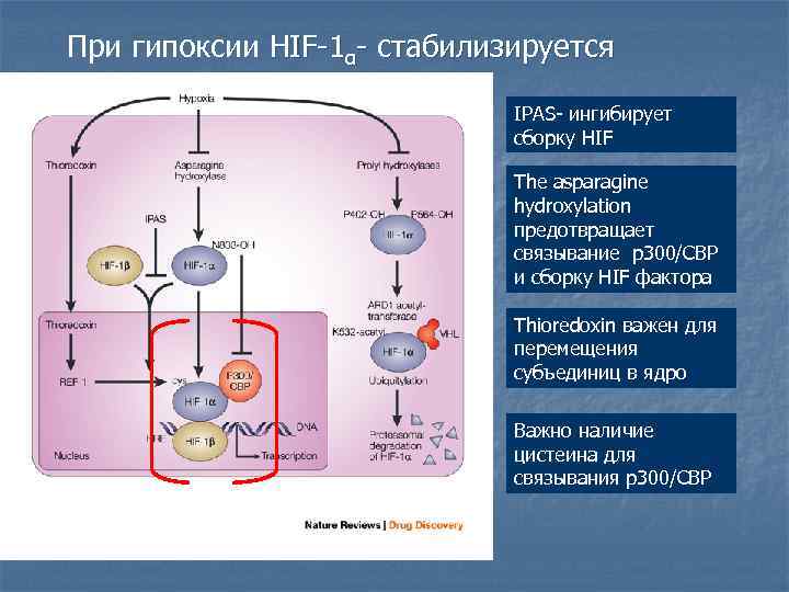 При гипоксии HIF-1α- стабилизируется      IPAS- ингибирует   