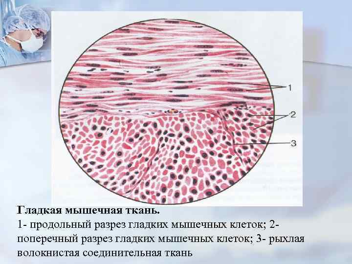Гладкая мышечная ткань. 1 - продольный разрез гладких мышечных клеток; 2 - поперечный разрез