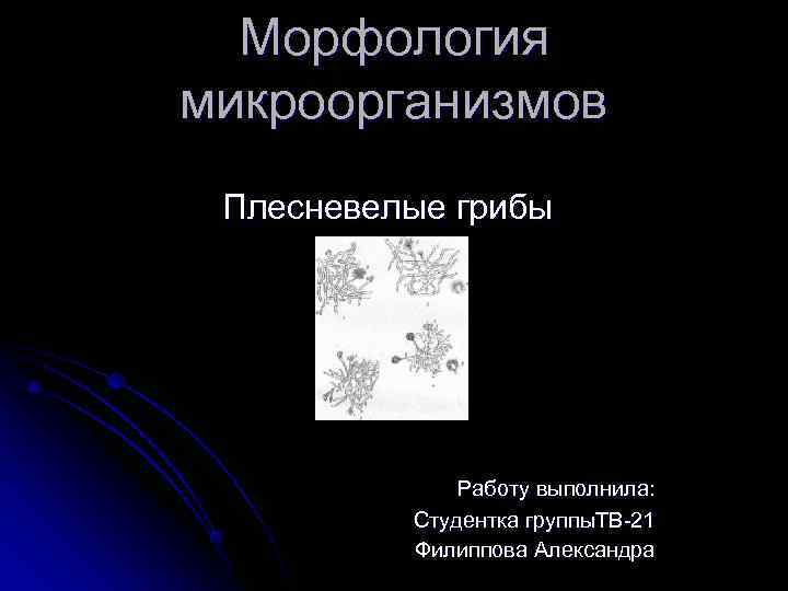  Морфология микроорганизмов Плесневелые грибы    Работу выполнила:  Студентка группы. ТВ-21