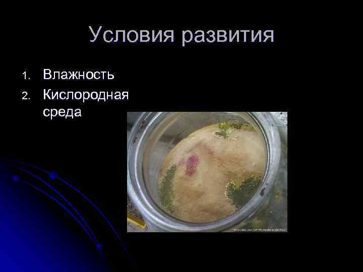    Условия развития 1.  Влажность 2.  Кислородная среда 