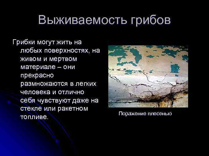   Выживаемость грибов Грибки могут жить на  любых поверхностях, на  живом