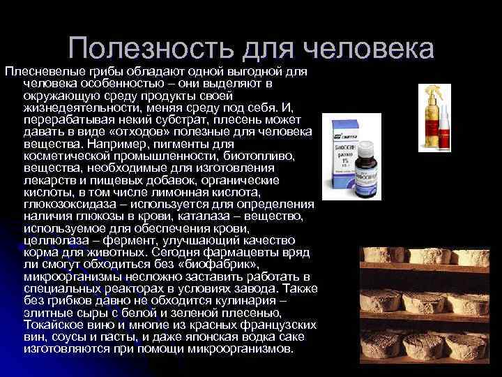   Полезность для человека Плесневелые грибы обладают одной выгодной для  человека