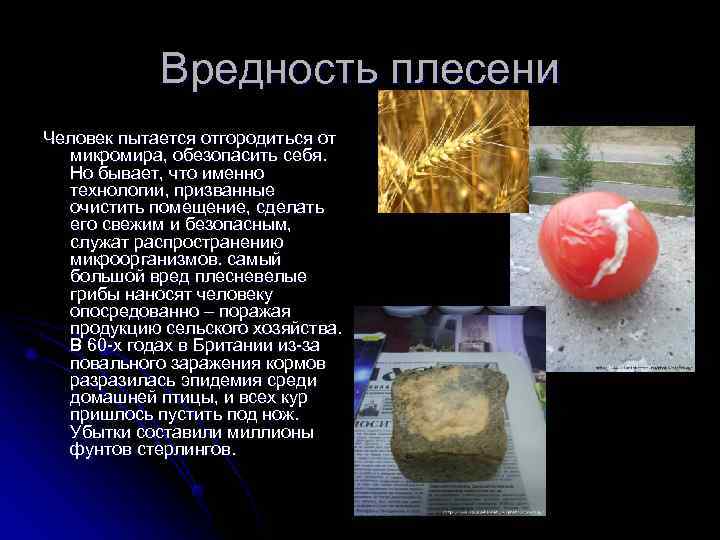   Вредность плесени Человек пытается отгородиться от  микромира, обезопасить себя.  Но