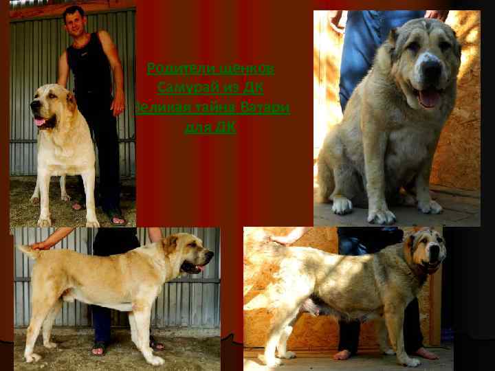  Родители щенков Самурай из ДК Великая тайна Ватари  для ДК 