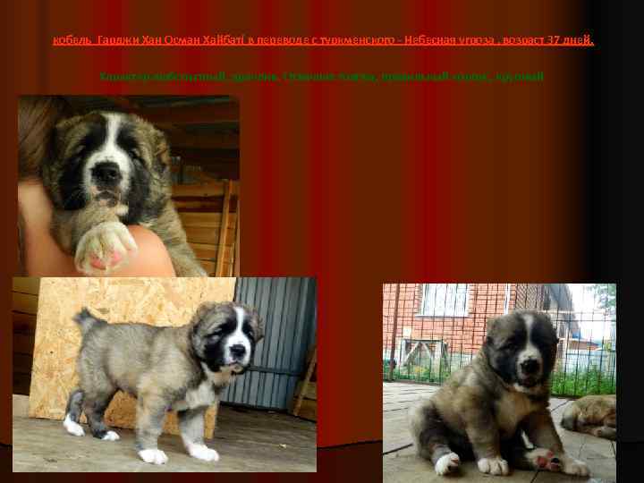  кобель Гарджи Хан Осман Хайбат( в переводе с туркменского - Небесная угроза ,