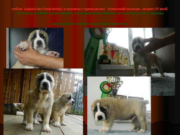 кобель Гарджи Хан Оташ Батыр ( в переводе с туркменского - Солнечный смельчак ,