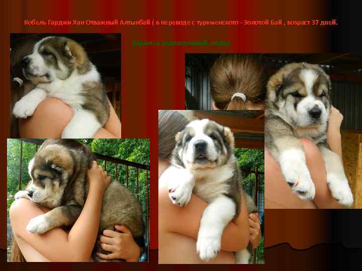 Кобель Гарджи Хан Отважный Алтынбай ( в переводе с туркменского - Золотой Бай ,