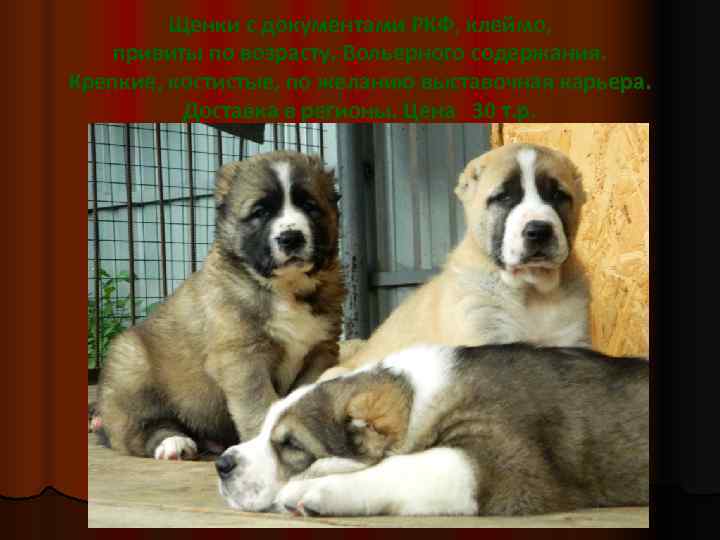    Щенки с документами РКФ, клеймо, привиты по возрасту. Вольерного содержания. Крепкие,
